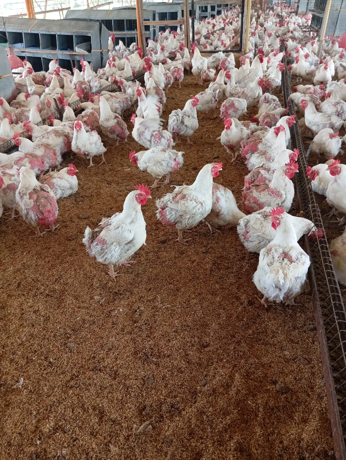 Lote de pollo de engorde sano sobre cama seca dentro de un galpón