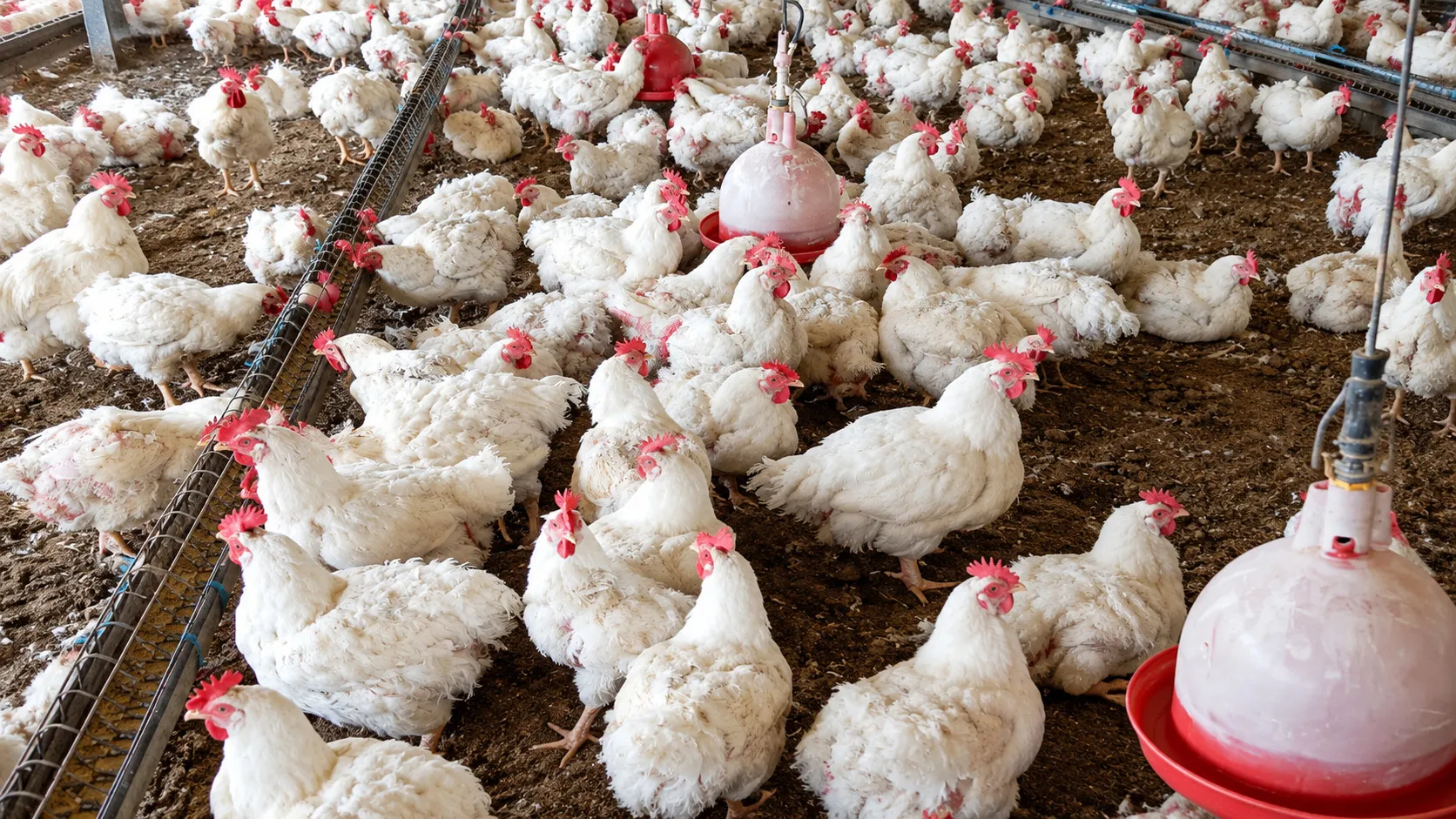 Pollos de engorde alrededor de un bebedero dentro del galpón